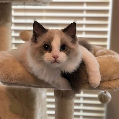 ragdoll breeders houston